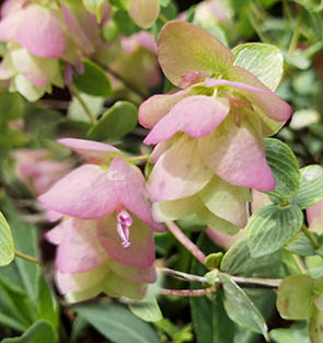 Origanum rotundifolium 'Kent Beauty'